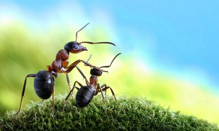 بهذه الطريقة يصطاد النمل الفريسة.. اتعلم منه
