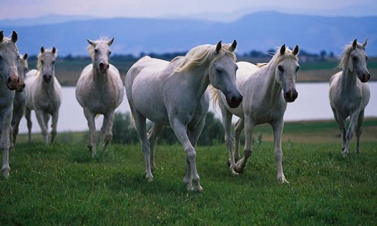 الخيول تتواصل بلغة العيون وحركات الأذن