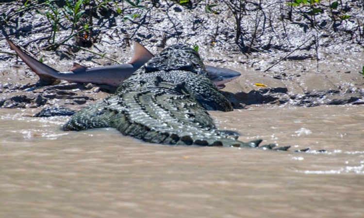 بالصور .. تمساح ضخم يلتهم سمكة قرش بأحد انهار استراليا
