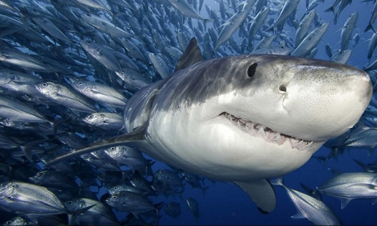 دراسة تحذر: تناول لحوم القرش تحتوى على مواد سامة