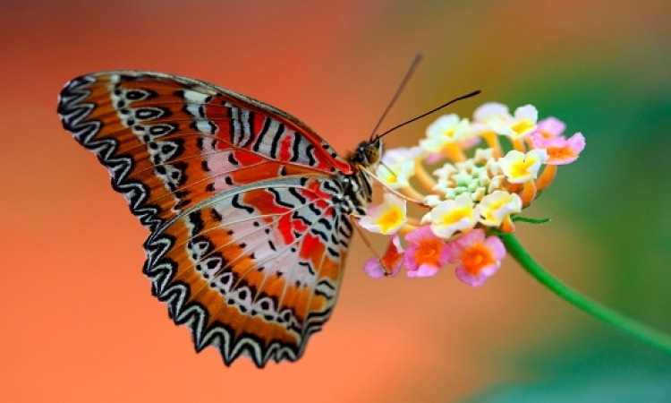 بالصور .. رحلة إلى عالم الفراشات الساحرة بألوانها ونقوشها المدهشة !!