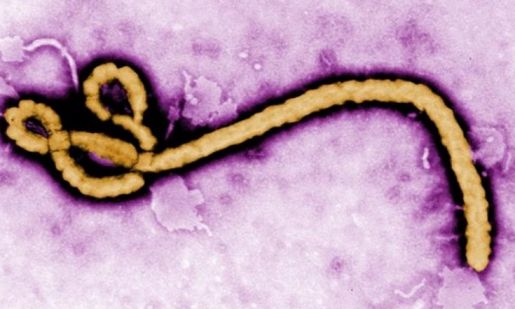 الصحة : مصر خالية من مرض الإيبولا .. ولا يوجد حالات اشتباه حتى الآن