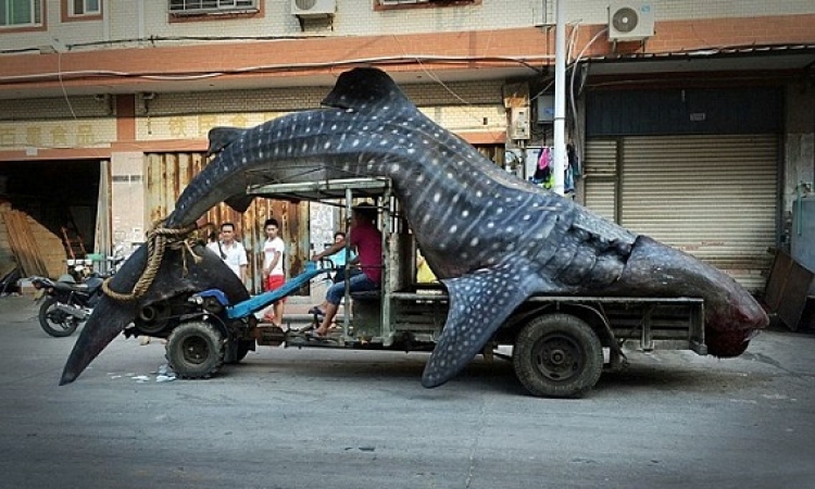 بالصور .. قرش الحوت يتجول في شوارع الصين