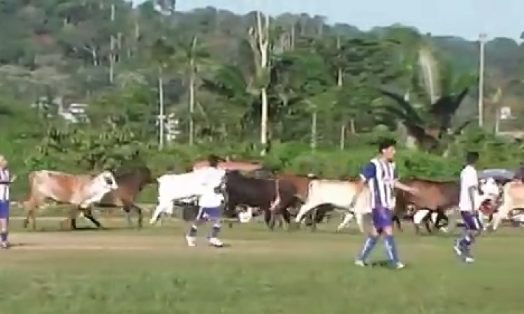 بالفيديو .. قطيع أبقار يقتحم ملعب كرة قدم