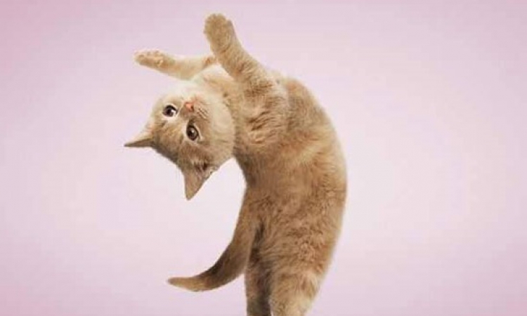 بالصور .. قطط تتحدى لاعبي الجمباز بحركات بهلوانية طريفة