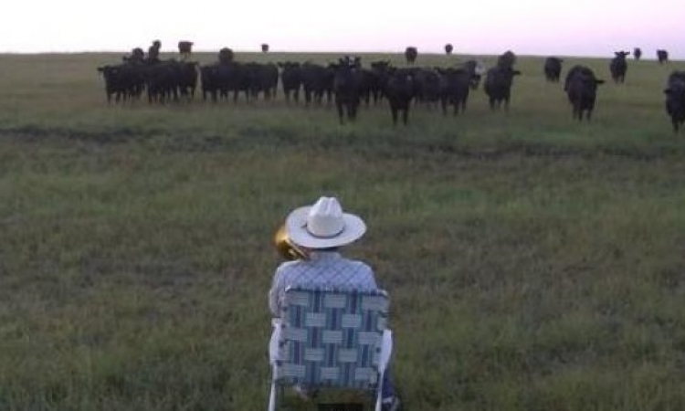 بالفيديو .. مقطوعة الفلاح وقطيع البقر تحقق 5.5 مليون مشاهدة في أسبوع