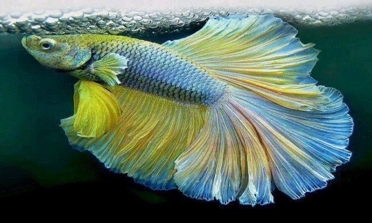 بالصور .. روعة الأسماك الملونة في عالم البحار