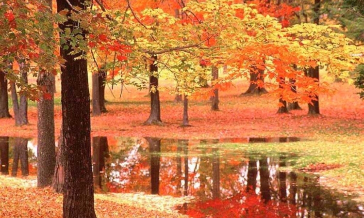 بالصور .. شاهد واستمتع بجمال فصل الخريف .. المفترى عليه