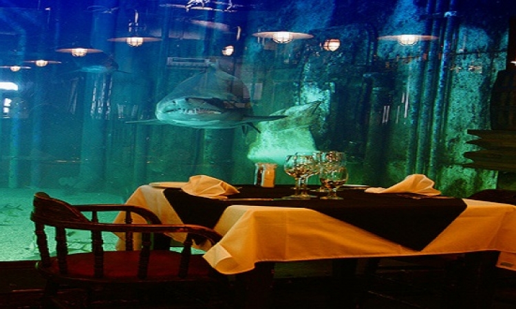 بالصور .. الأكل داخل قطار أو كهف والقرش يراقبك .. مطاعم غريبة بجنوب أفريقيا !!
