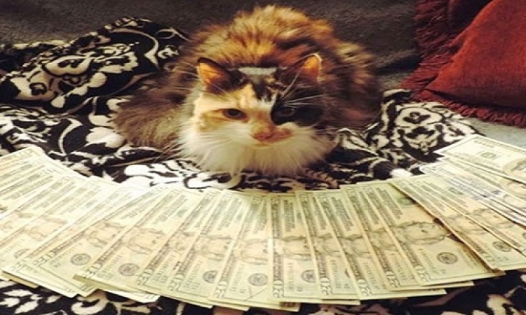 بالصور..  قطط ثرية بين الدولارات على  إنستغرام “instagram”