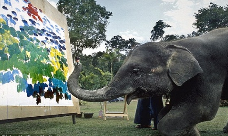 صدق أو لا تصدق .. أفيال ترسم لوحات فنية !!