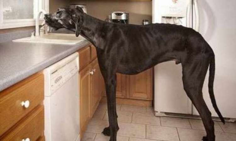 مات قبل أن يكمل عامه السادس.. شاهد أطول كلب فى العالم