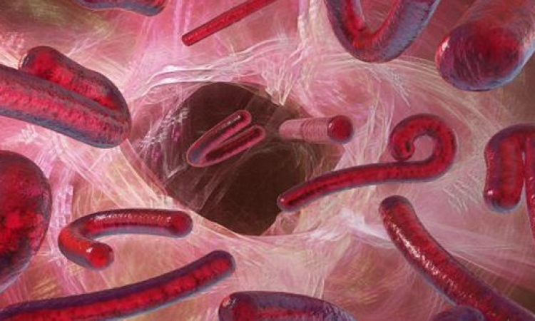 منظمة الصحة العالمية تدعو لاستخلاص علاج إيبولا من الدم