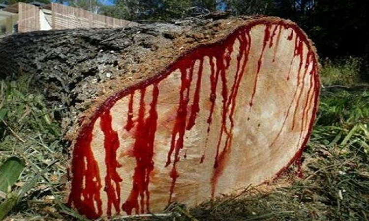 صدق أولا تصدق .. شجرة تنزف دماً .. تعرف عليها