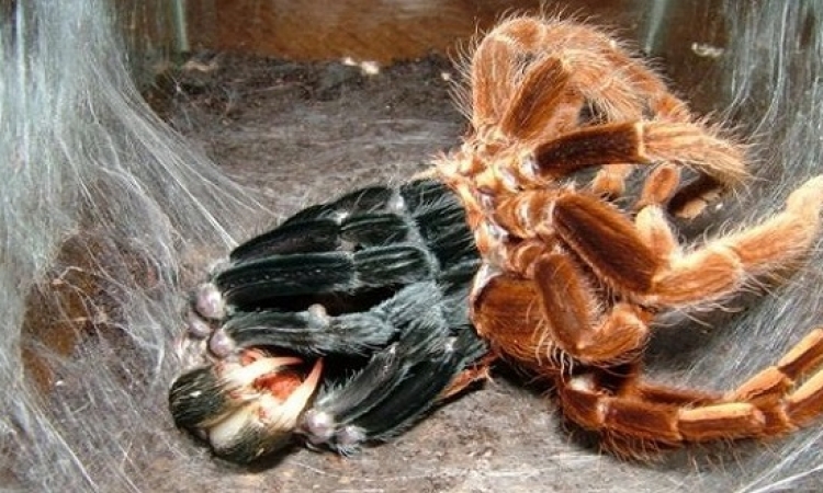 اكتشاف العنكبوت الأكثر سمية فى العالم بجنوب لندن