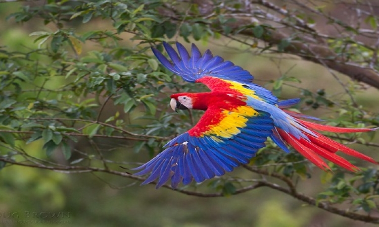 أروع وأجمل الطيور .. تعرف عليها واستمتع بجمال ألوانها  !!
