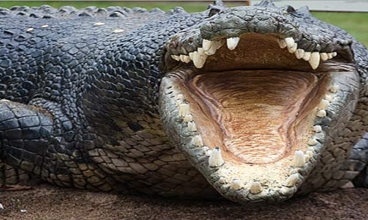 تمساح ضخم يلتهم شابًا قبالة القصر الجمهوري بالخرطوم