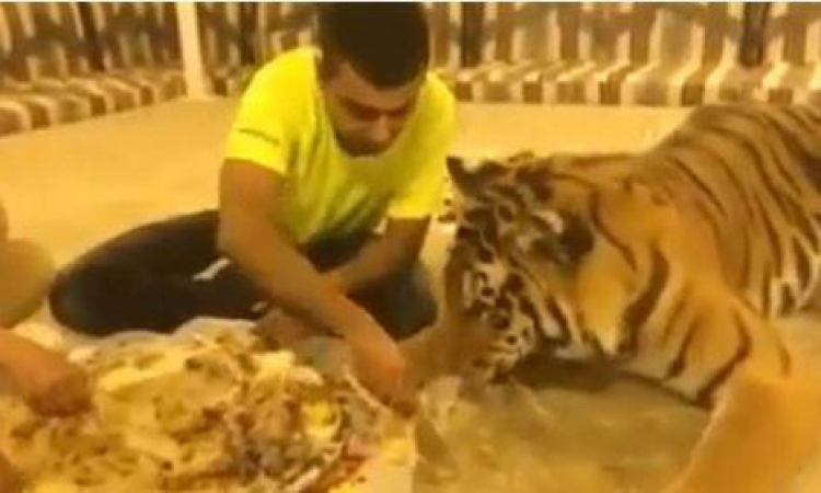فيديو .. شاب سعودي يُطعم نمرا “كبسة”