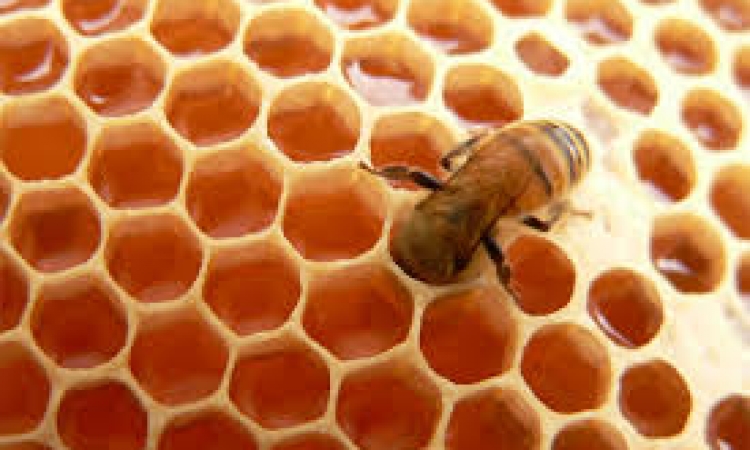 علماء سويديون يكتشفون  نوعا من البكتيريا في معدة النحل تستطيع مقاومة الجراثيم الفائقة