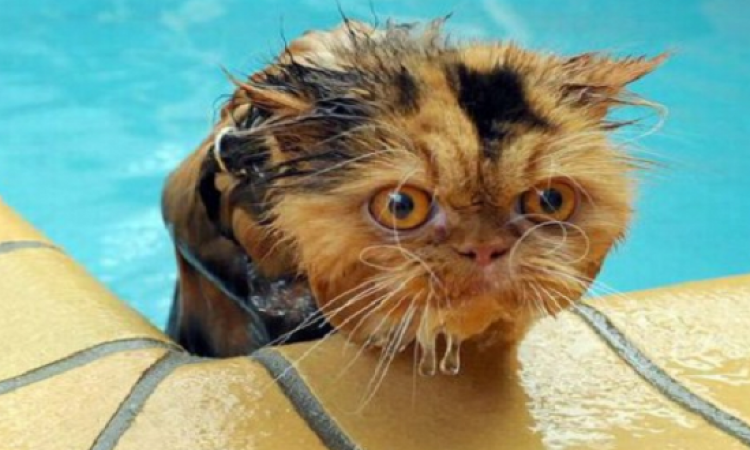 بالفيديو.. قطط كوميدية عاشقة للمياه