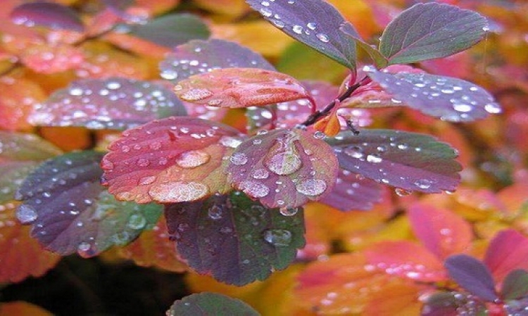 بالصور .. جمال الألوان الطبيعة فى فصل الخريف