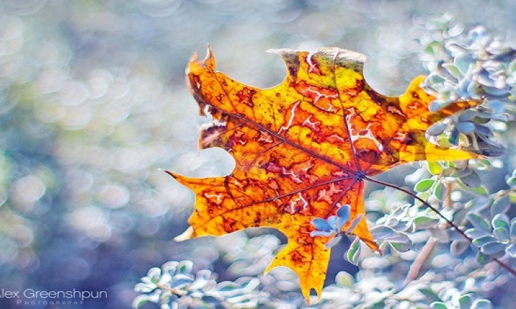 بالصور .. شاهد سحر الخريف وجمال أوراقه المتساقطة