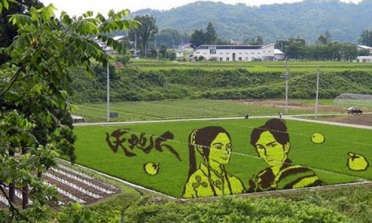 بالصور .. قرية يابانية تحترف الرسم بحقول الأرز !!
