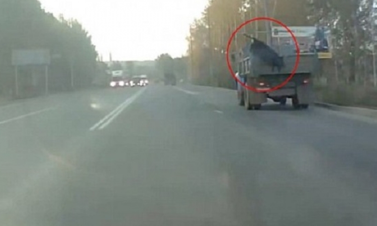 بالفيديو .. بقرة تقفز ببراعة من شاحنة ضخمة أثناء سيرها