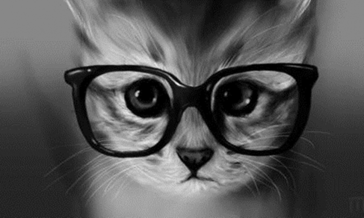 بالصور .. اكتشف اليابان من خلال عيون القطط