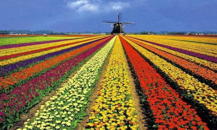 بالصور .. حقول زهورالتوليب في هولندا