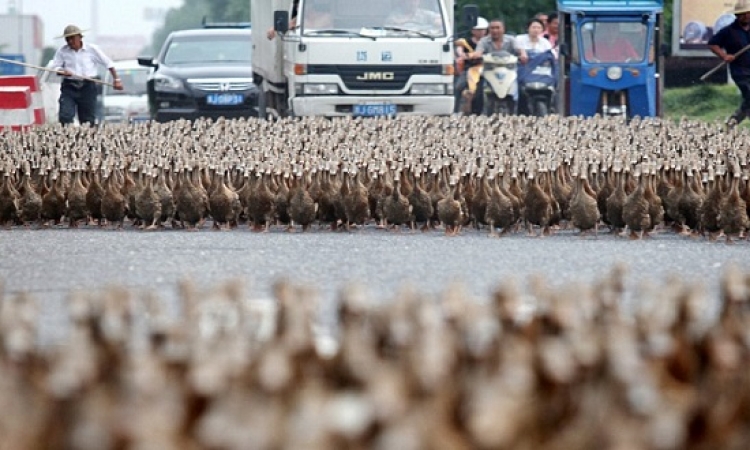 بالصور .. آلاف البط يقتحم شوارع الصين !!