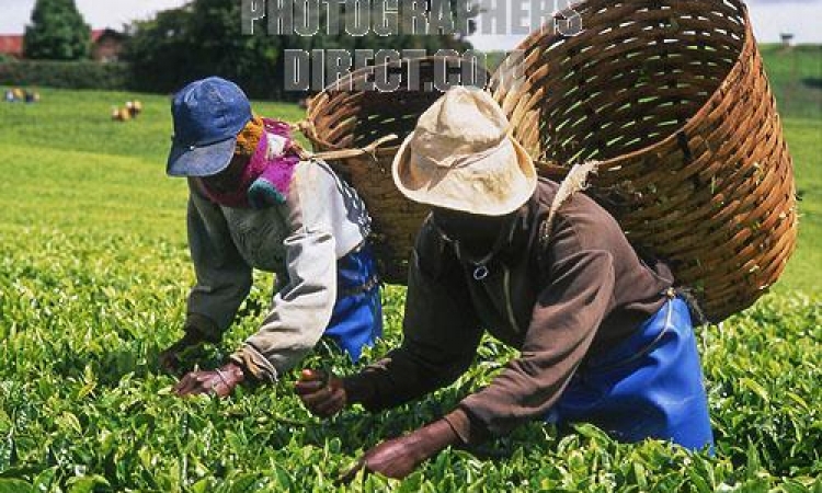 تدني أسعار الشاى في كينيا تدفع صغار المزارعين إلى اقتلاع أشجاره