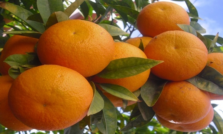 مصر تنافس على قمة صادرات البرتقال في العالم