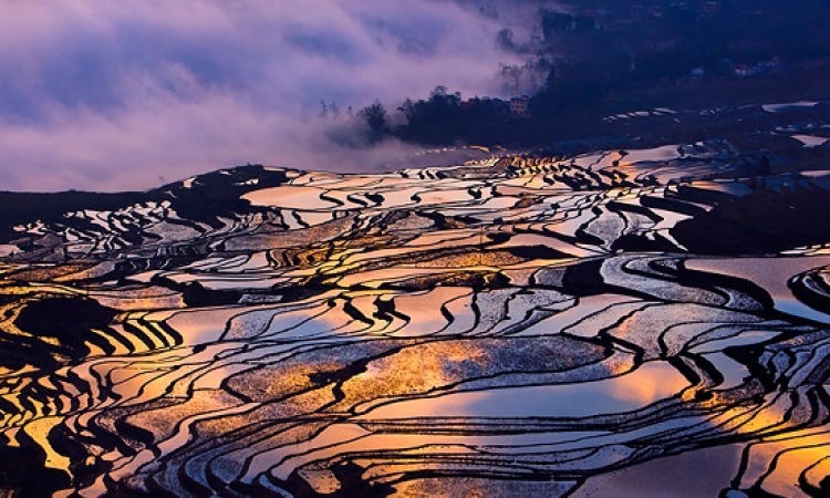 بالصور .. حقول الارز الصينية تبدو كلوحات بديعة من الزجاج الملون