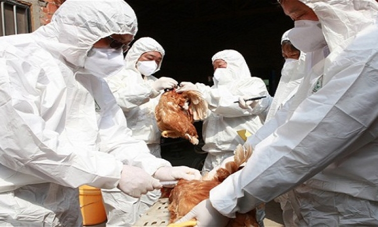 ماليزيا تبلغ عن رصد السلالة H5N1 شديدة العدوى من فيروس إنفلونزا الطيور