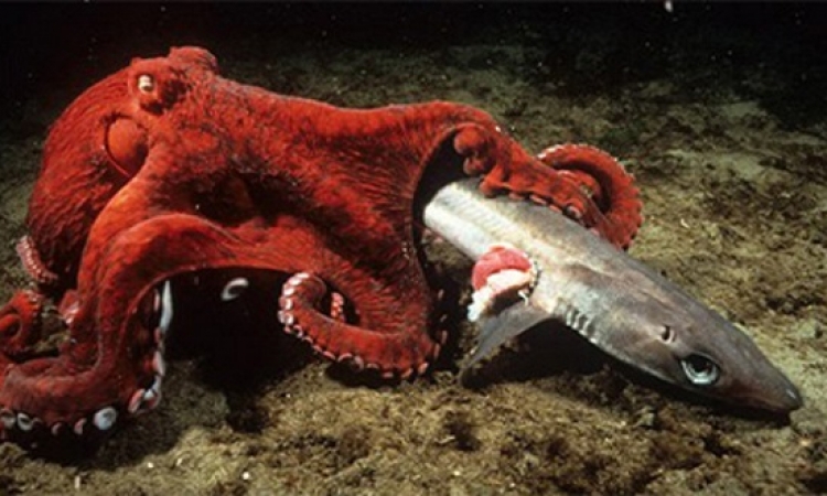 بالصور .. أجمل وأكبر المخلوقات البحرية على وجه الأرض