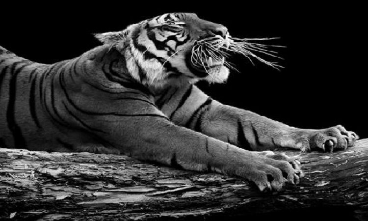 حكاية وادي السيليكون الهندى .. والنمور المعرضة للانقراض