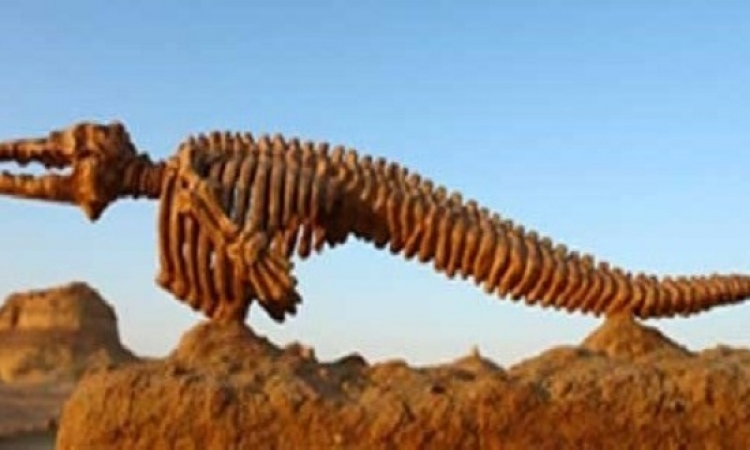أكتشاف نوع جديد من الاكتيوصورمخزن بمتحف بريطانيا منذ 30 عام..ولسه فكرينه دلوقتى