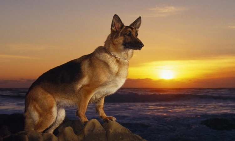 حكاية أسطورة عقدة الكلب “بان قو” المسيطرة على مجتمعنا