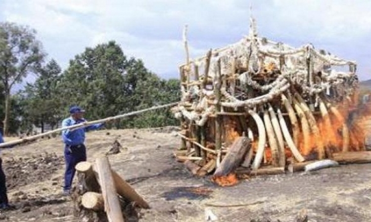إثيوبيا تحرق 6 أطنان من الأنياب والحلي