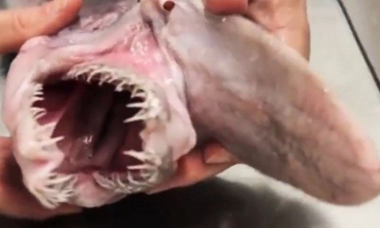 بالفيديو .. أسترالي يصطاد سمكة قرش نادرة