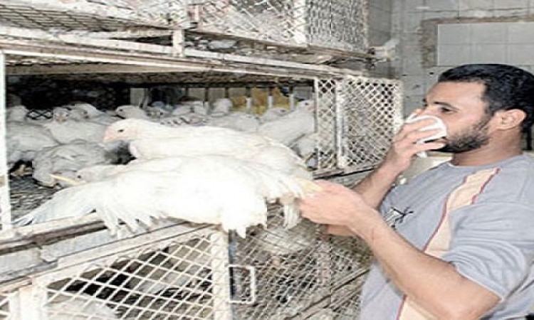 ظهور 3 بؤر للسلالة الجديدة لإنفلونزا الطيور فى مصر