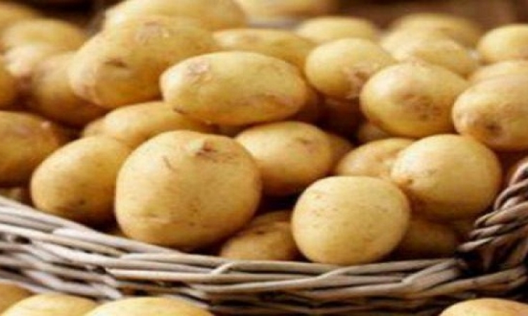 روسيا ترفض استيراد البطاطس من مصر بسبب العفن البكتيرى.. هى وصلت للدرجة دى