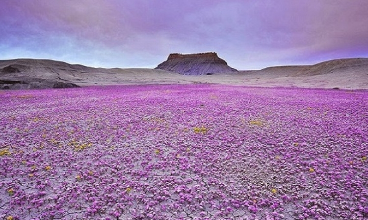 بالصور .. لغز الزهور التى تظهر وتختفى فجأة وسط صحراء كولورادو ؟