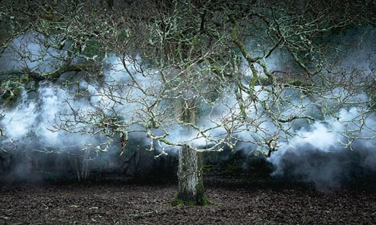 شاهد غابات بريطانيا الساحرة .. بلمسة فنان عاشق للطبيعة