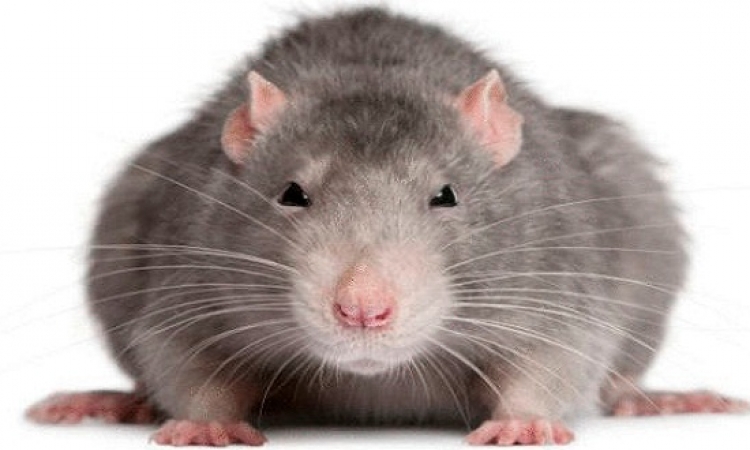 علماء يطورون قلبًا بشريًا من الفئران