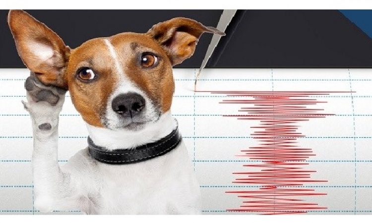 دراسة تؤكد معرفة الحيوانات بالزلازل قبل حدوثها .. سبحان الله