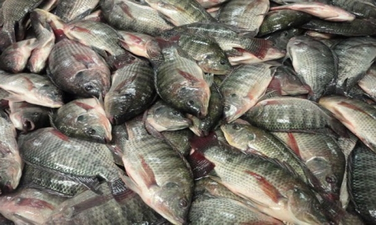 الزراعة : الفوسفات لم يؤثر على اسماك النيل .. اكيد بقى السمك هو اللى اثر على الفوسفات !!
