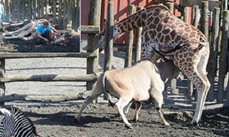 بالصور..حادثة مأساوية لظبى يقتل زرافة فى حديقة الحيوانات أمام الأطفال