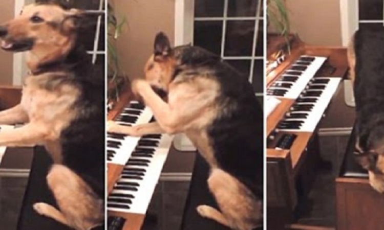 بالفيديو..كلب يتعلم العزف على البيانو..والله برافو عليك